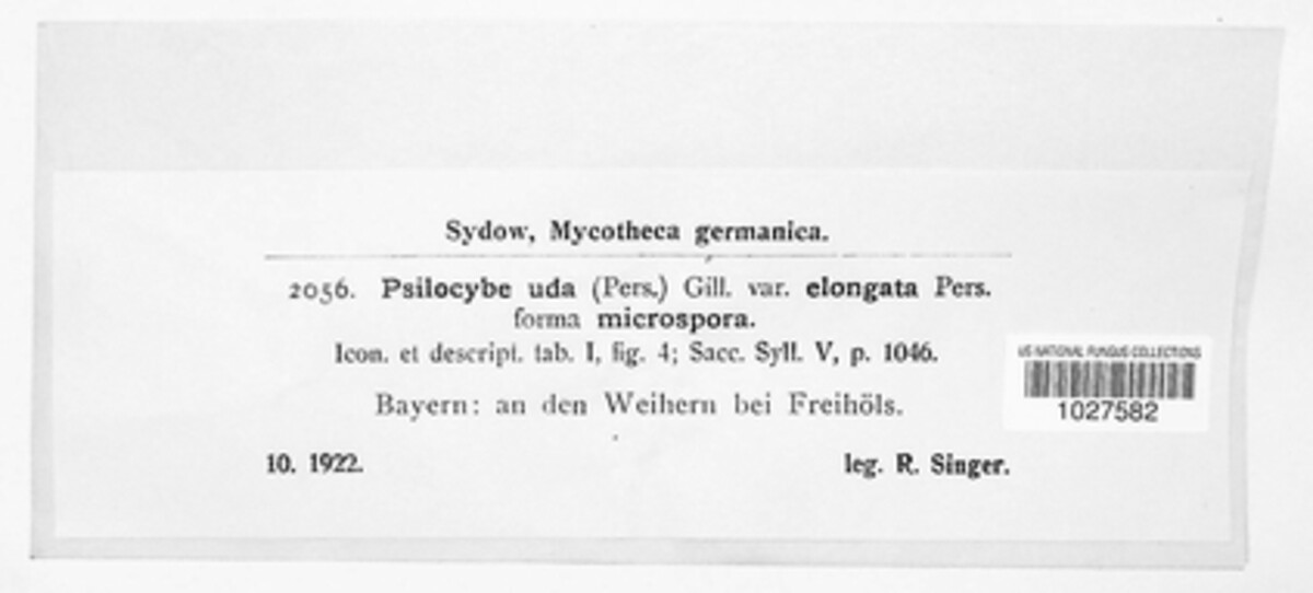 Psilocybe uda image